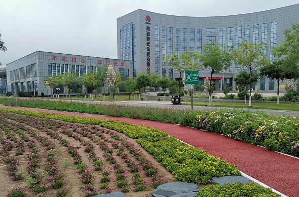 风毛菊.jpg