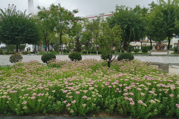 八宝图片2.jpg