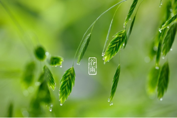 谷雨.jpg