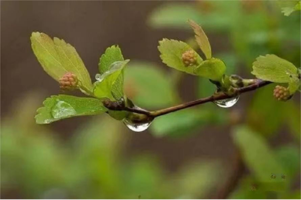春雨.jpg