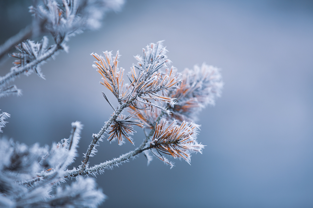 雪枝_副本.jpg