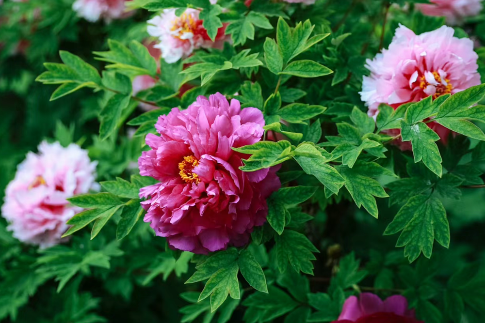 80f95c13e0471cddc265c03df8fa042_副本.png