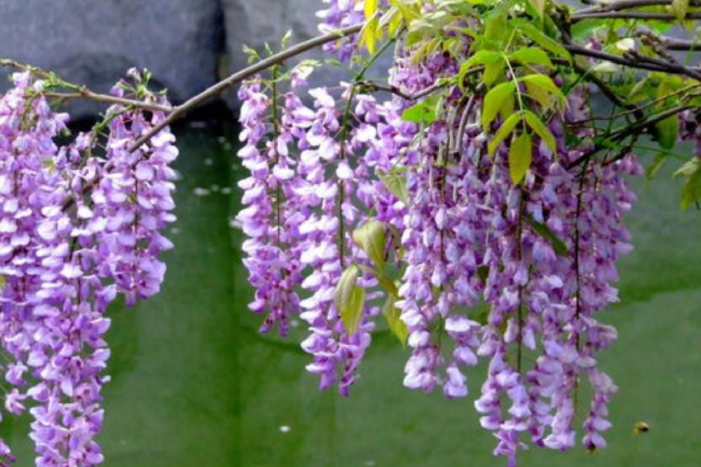 紫藤花.png
