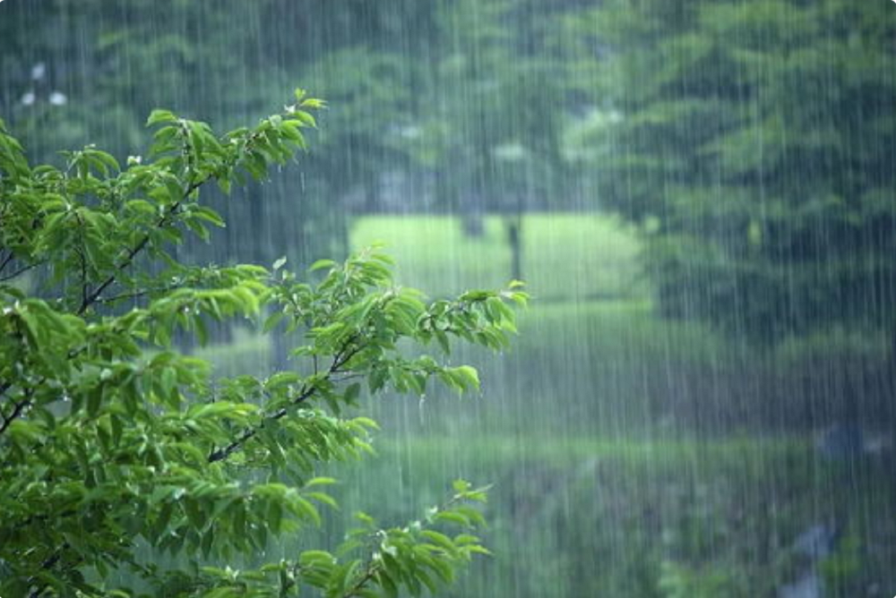 夏天的雨.png