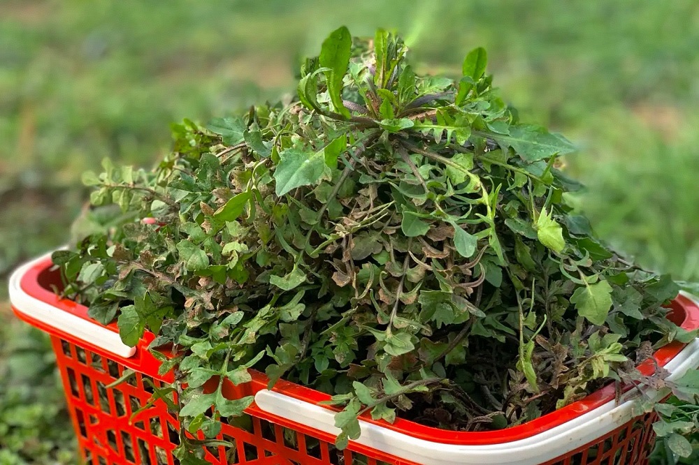 挖野菜 (1).jpg
